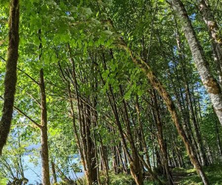 Boulder Creek Campground