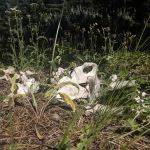 Tree Phones Campground