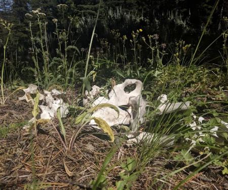 Tree Phones Campground