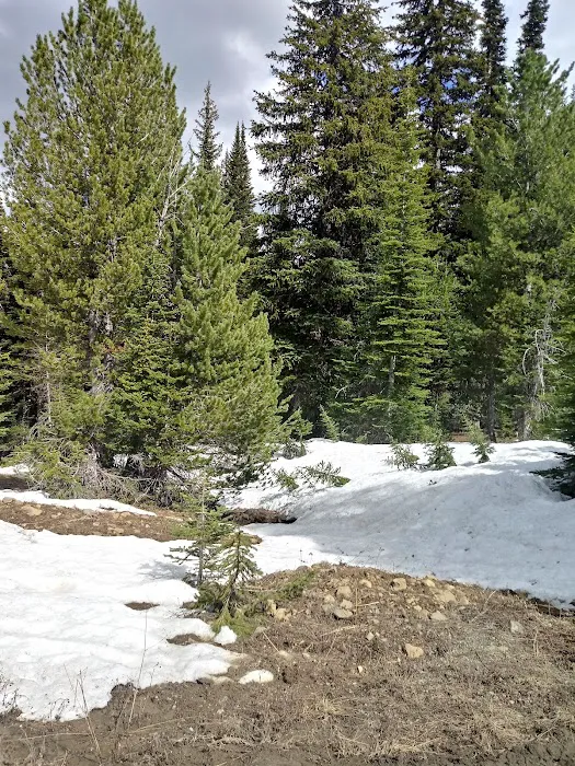 Tree Phones Campground Picture 7
