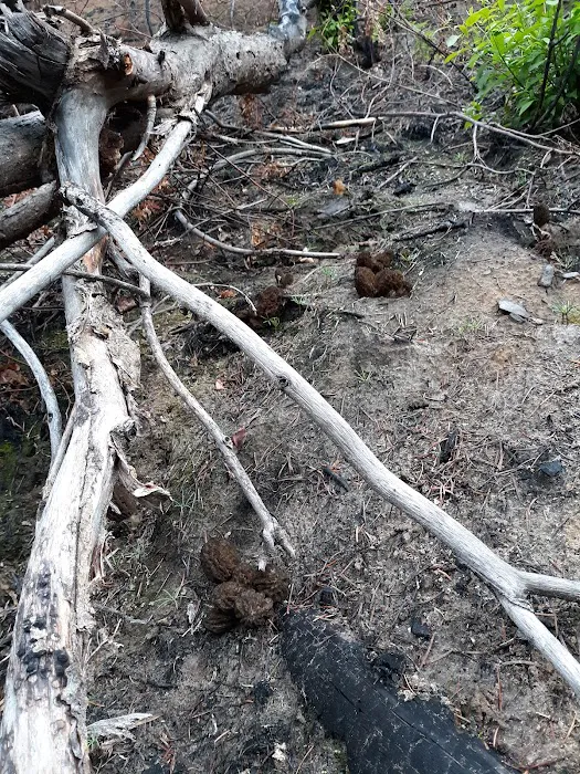 Mystery Campground Picture 4