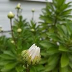 Adams Mobile Home Park, INC