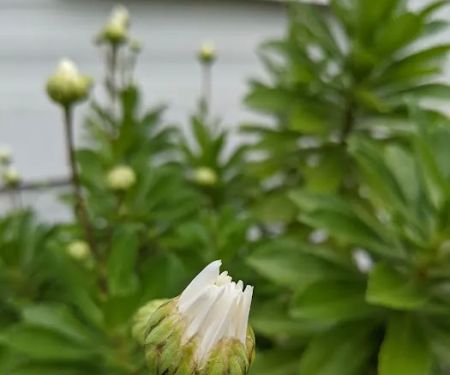 Adams Mobile Home Park, INC