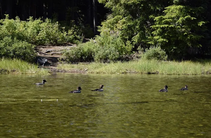 Campground: Forlorn Lakes Picture 2