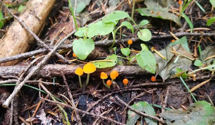 Observation Berryfield Campground Picture 6