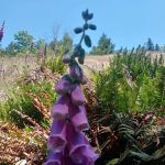 Beaver Bay Campground