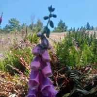 Beaver Bay Campground ico