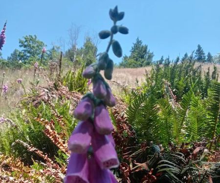 Beaver Bay Campground