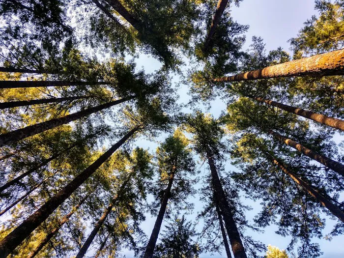 Cougar Park & Campground Picture 6