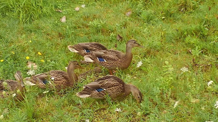 Oneida Indian Nation RV Park Picture 9