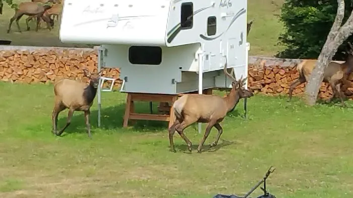 Last Chance Camp Equine Rest Stop Picture 9