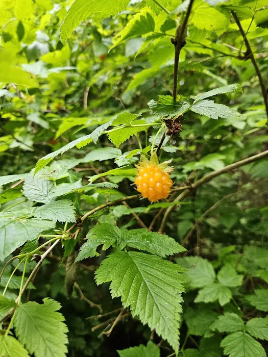 Mora Campground Picture 4