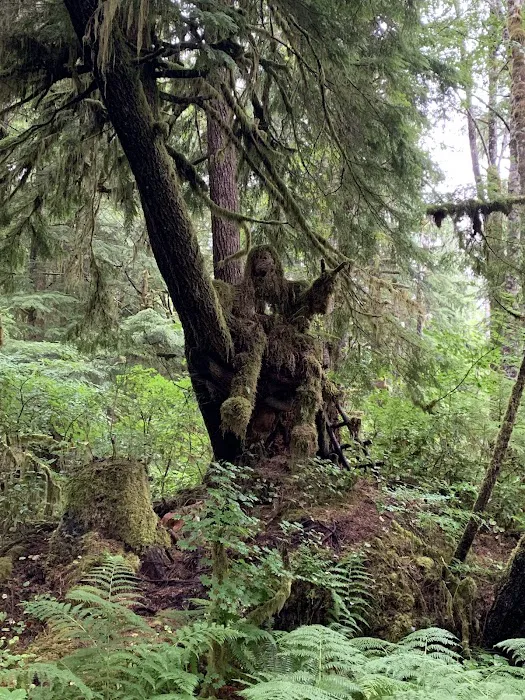 Mossquatch Resort Picture 10