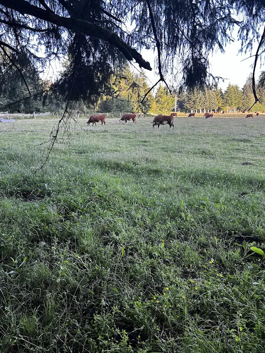 Wandering Woodlands Picture 5