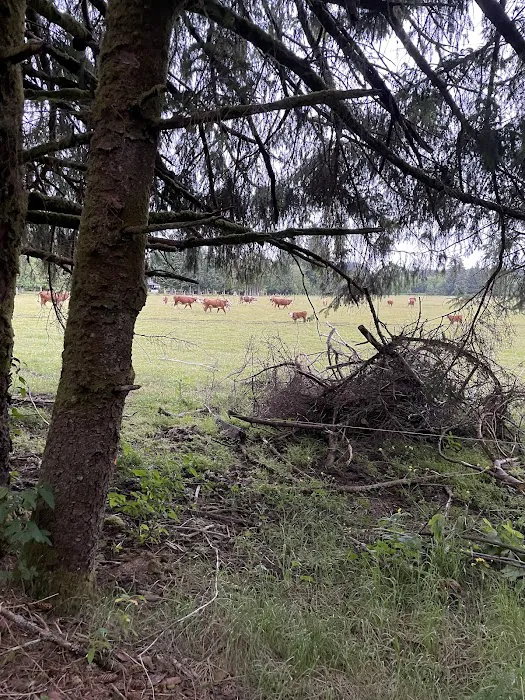 Wandering Woodlands Picture 6