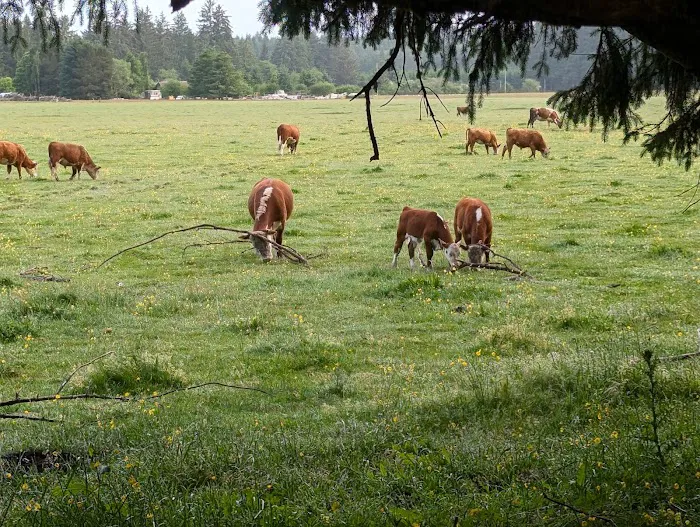 Wandering Woodlands Picture 8