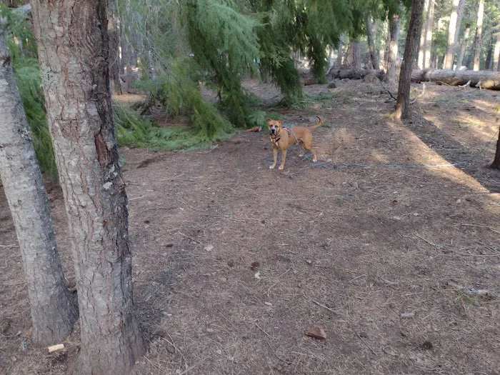 Bird Creek Campground Picture 9