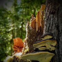 Douglas Fir Campground ico