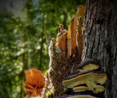 Douglas Fir Campground