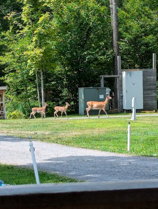 Rolling Huts Picture 5
