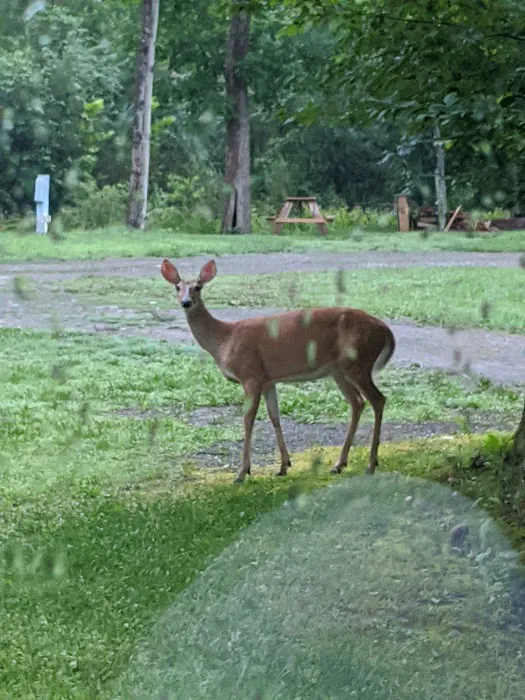 Rolling Huts Picture 4