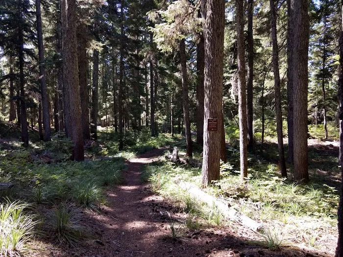 Campground: Crest Camp/Trailhead Picture 10