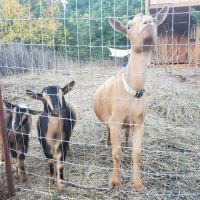 Waterfall Sanctuary ico