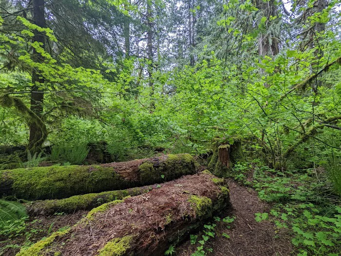 Panther Creek Campground Picture 4