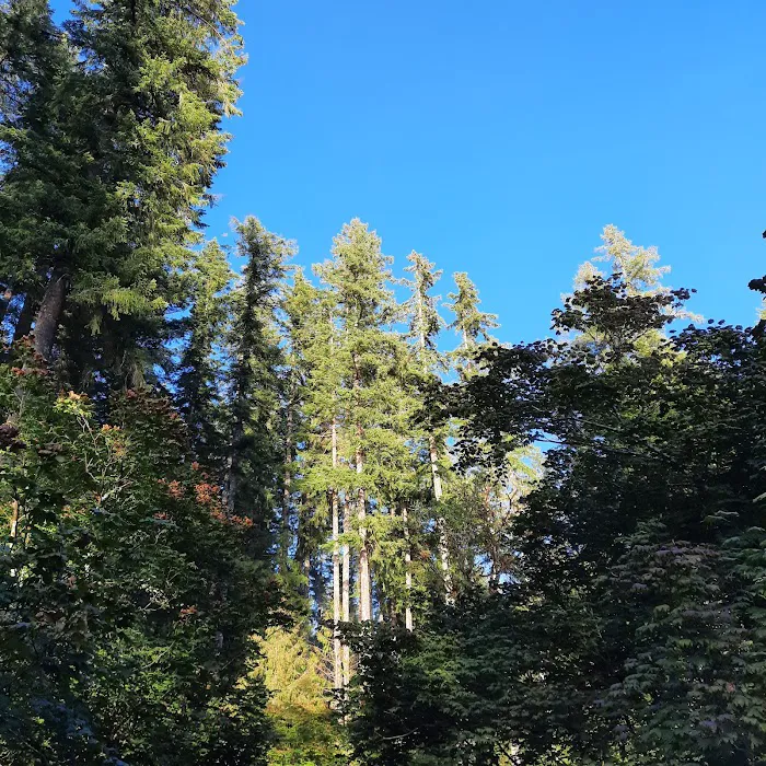 Cresap Bay Campground Picture 9