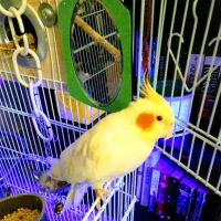 Pine Valley Mobile Court ico