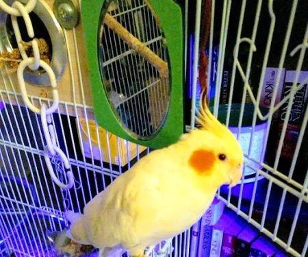 Pine Valley Mobile Court