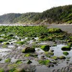 Seafield Creek