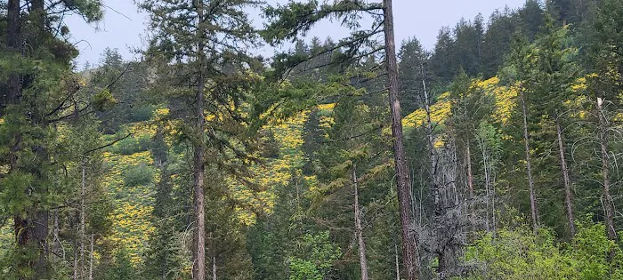 Blackpine Lake Campground Picture 1