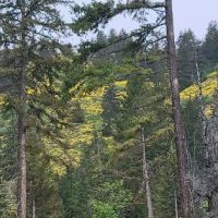 Blackpine Lake Campground ico