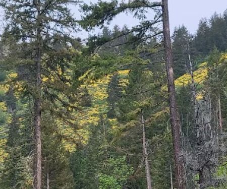 Blackpine Lake Campground