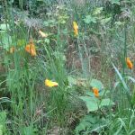 Viento State Park South Campground