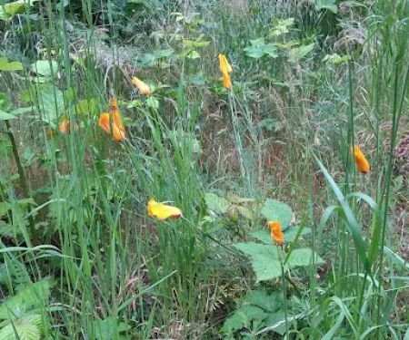 Viento State Park South Campground
