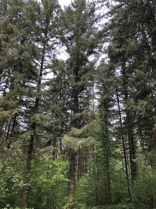 Big Fir Campground & RV Park Picture 2