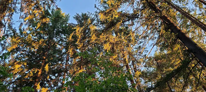 Big Fir Campground & RV Park Picture 9