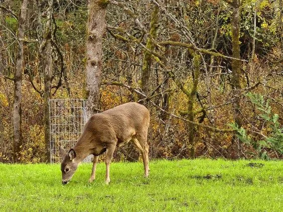Deer Meadow RV Park Picture 5
