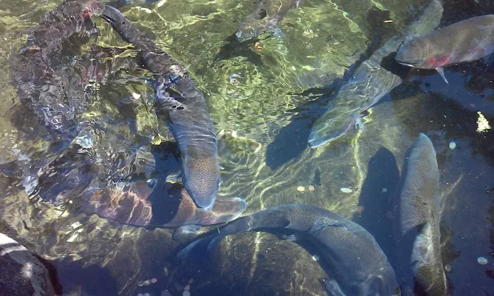 Fishery Inc Picture 8