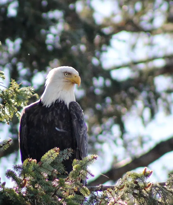 North Ozette River Picture 3