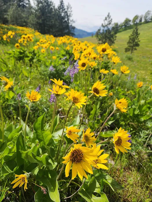 Memaloose State Park Campground Picture 7