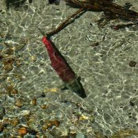 Bear Creek Campground ico