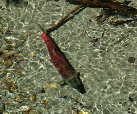 Bear Creek Campground