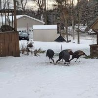 Silver Rock Mobile Home Park ico