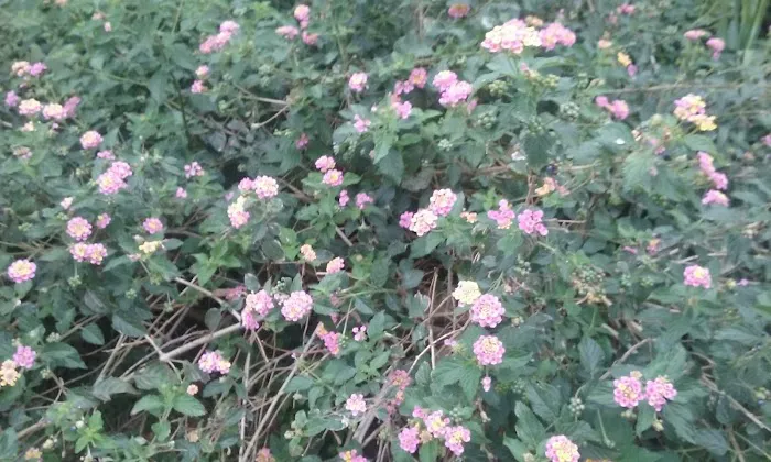 Riverview mobile court llc Picture 9