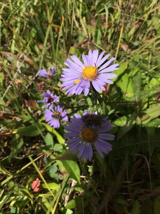 Long Swamp Campground Picture 1