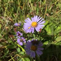 Long Swamp Campground ico