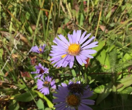 Long Swamp Campground
